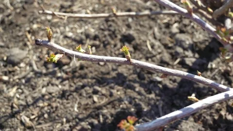 After winter Stock Footage 181046076