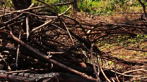 Aftermath and damage of the forest fire in a section of the Amazon rain Video stock 145576727