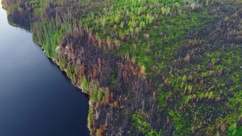 Aftermath of biggest wildfire in the history of Québec, forest fire Video stock 251620186