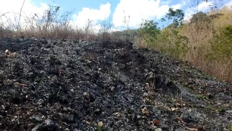 Aftermath of a Brush Fire on a Hillside Stock Footage 341798037