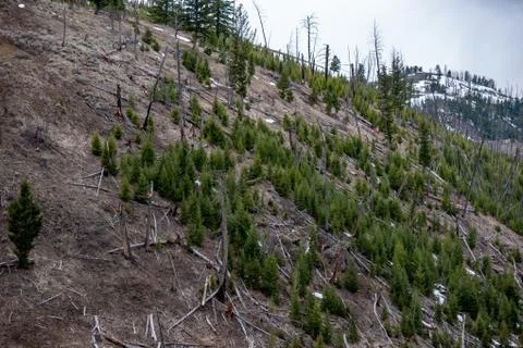 Aftermath of a Devastating Forest Fire Stock-Fotos