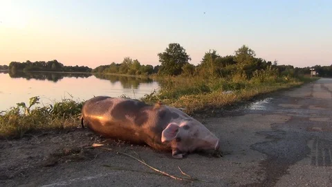 Animals Flood Stock Footage ~ Royalty Free Stock Videos | Pond5