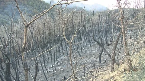 Aftermath of fire, burned out area Stock Footage 40954904