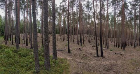 Aftermath of Fire in Burned Out Forest Grove With Pine Photos