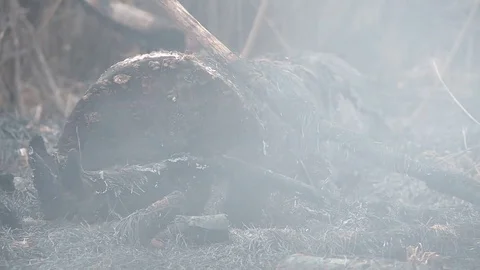Aftermath fire. Emergence fire. Smoke. The ashes. Dry peat. Stock Footage 80044383
