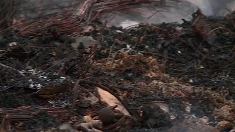 Aftermath fire. Emergence fire. Smoke. The ashes. Dry peat. Stock Footage 80044394