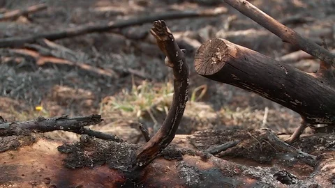 Aftermath fire. Emergence fire. Smoke. The ashes. Dry peat. Stock Footage 80044401