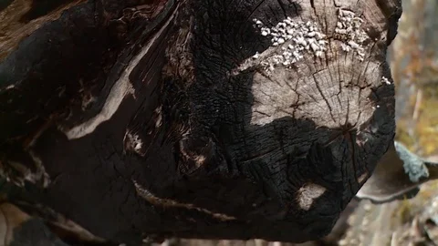 Aftermath fire. Emergence fire. Smoke. The ashes. Dry peat. Stock Footage 80044416