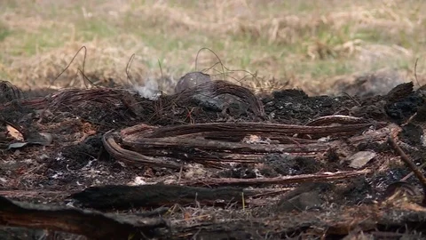 Aftermath fire. Emergence fire. Smoke. The ashes. Dry peat. Stock Footage 80044423