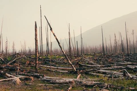 Aftermath of a fire with standing dead trees and fallen logs on the ground. Stock Photos