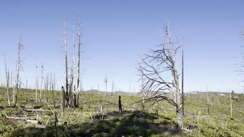 Aftermath of forest fire and new growth. Exclusive Stock Footage 255909929