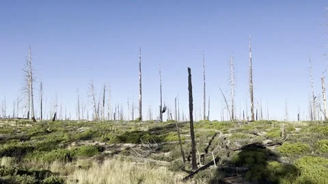 Aftermath of forest fire and new growth. Exclusive Video stock 255909959