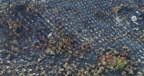 Aftermath of a forest fire with black ground and dead vegetation The Concep.. Stock Footage 323626530