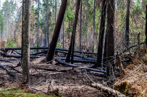 Aftermath of a forest fire. burnt tree trunks in the forest Stock Photos
