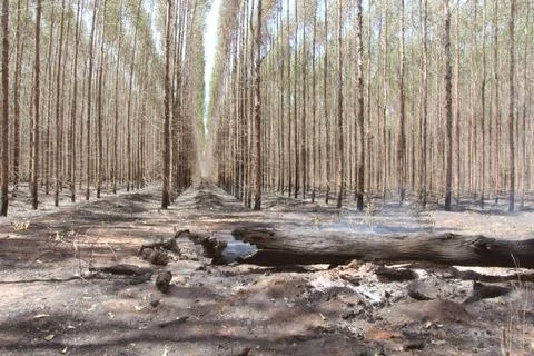 Aftermath of Forest Fire  Burnt Trees and Smoldering Ground (2) Stock Photos