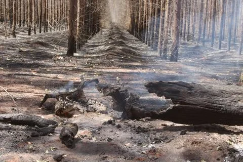 Aftermath of Forest Fire  Burnt Trees and Smoldering Ground (1) Stock Photos