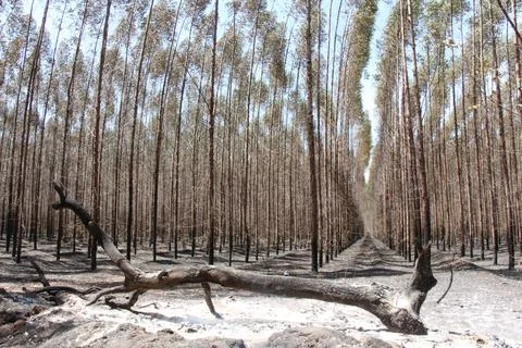 Aftermath of Forest Fire  Burnt Trees and Smoldering Ground (3) Stock Photos