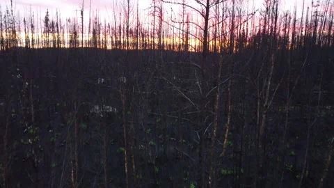 Aftermath of a forest fire in a charred environment in drone view. Video stock 249048372