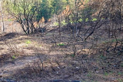 Aftermath of a forest fire in countryside 스톡 사진