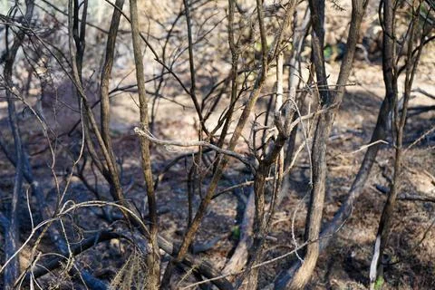 Aftermath of a forest fire in countryside Stock Photos