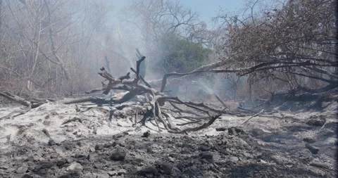 Aftermath of forest fire at the field. Dry plants and wood burnt. Low Video stock 183028863