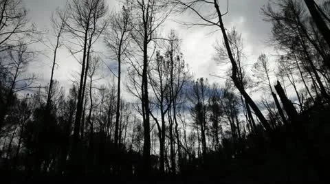 Aftermath forest fire Stock Footage 14758499