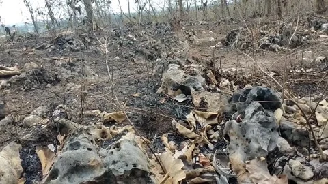Aftermath of a Forest Fire Video stock 341797595