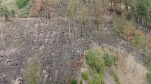 Aftermath Forest fire, nature damaged, environmental impact, aerial Video stock 288333725