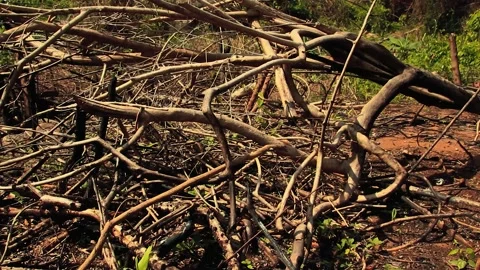 Aftermath of a forest fire with new life starting to grow back in the Video stock 145711782