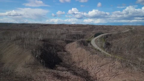 The Aftermath of a Forest Fire in Northern BC, Canada. Stock Footage 308668285