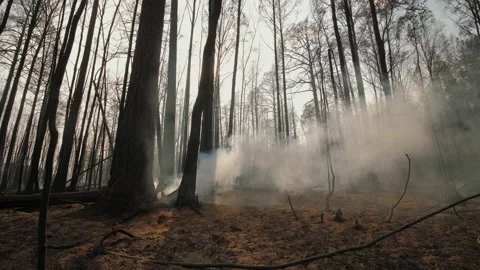 Aftermath of forest fire: smoking charred tree trunks and branches Video stock 165388136