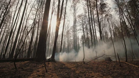 Aftermath of forest fire: smoking charred tree trunks and branches Stock Footage 165676014