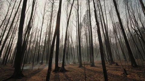 Aftermath of forest fire: smoking charred tree trunks and branches Video stock 165870961