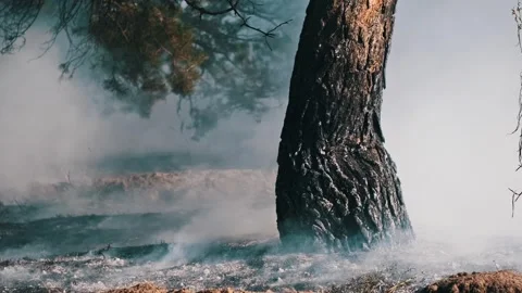 Aftermath of Forest Fire, Smoldering Tree, Forest Fire Video stock 280870783