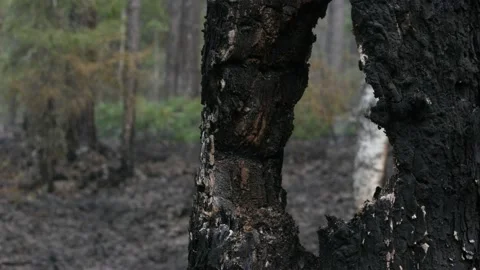 Aftermath of the forest wildfire in Siberia. Video stock 168328654