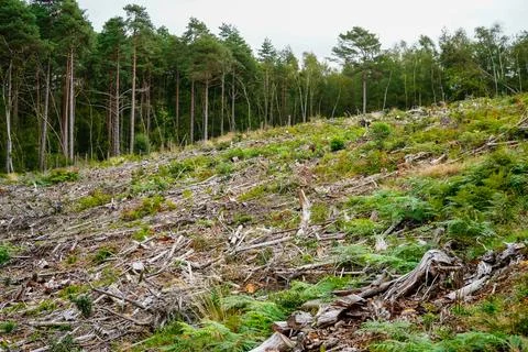 Aftermath of forestry logging Stock Photos