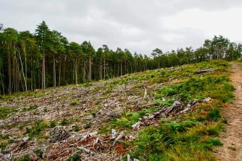 Aftermath of forestry logging Stock Photos