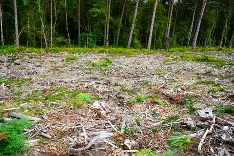 Aftermath of forestry logging Stock Photos