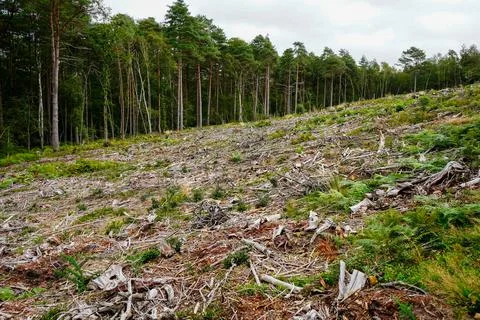 Aftermath of forestry logging Stock Photos