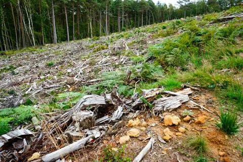 Aftermath of forestry logging Stock Photos