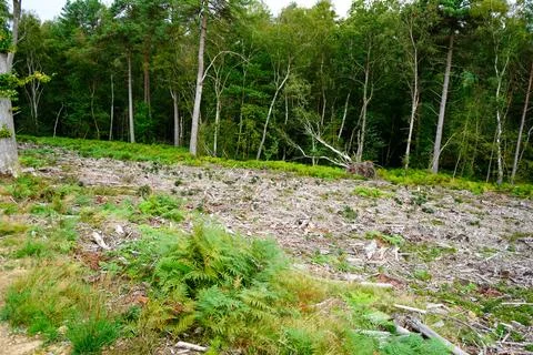 Aftermath of forestry logging Stock Photos
