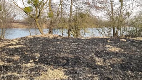 Aftermath of grass burning (controlled burn). Environmental impact. Stock Footage 303799659