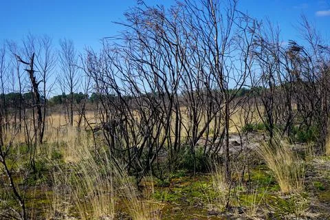 Aftermath of a heathland fire Stock Photos
