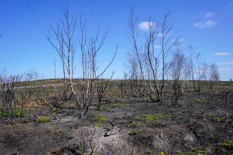 Aftermath of a heathland fire Stockfoto's