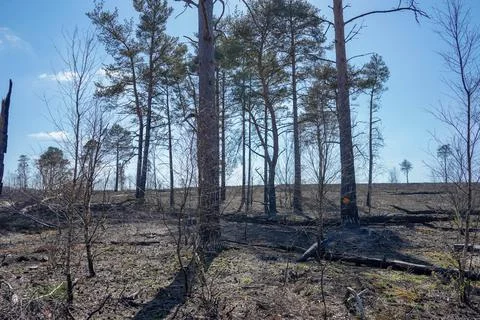 Aftermath of a heathland fire Stock Photos
