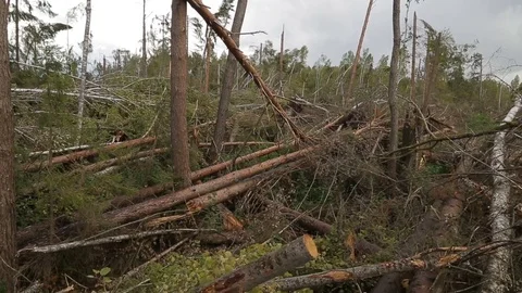 The aftermath of the hurricane Stock Footage 83877140