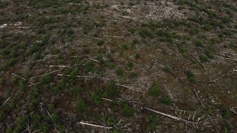The aftermath of the hurricane. A natural disaster. Fallen trees Stock Footage 222034892