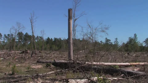 Aftermath of logging Big Thicket Stock Footage 24693874