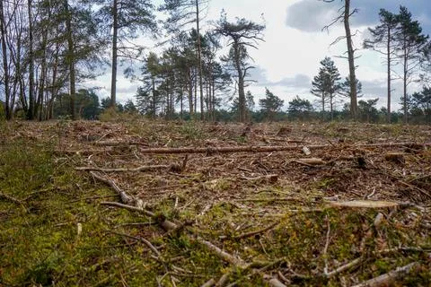 Aftermath of logging in a forest Stock Photos
