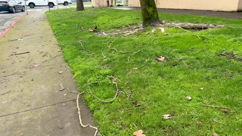 Aftermath of a Storm in a Green yard Stock Footage 266840843